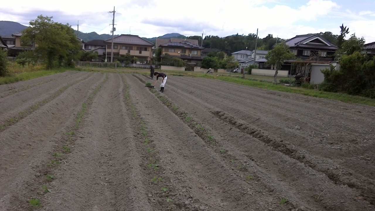 丹波篠山産黒大豆の定植をしました。